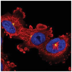 BAI2 Antibody, Novus Biologicals:Antibodies:Primary Antibodies
