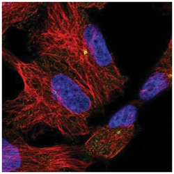 BAI2 Antibody, Novus Biologicals:Antibodies:Primary Antibodies