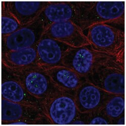 BAMBI/NMA Antibody, Novus Biologicals 25 &mu;L; Unlabeled:Antibodies, Polyclonal