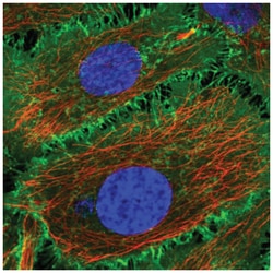 BASP1 Antibody, Novus Biologicals:Antibodies:Primary Antibodies