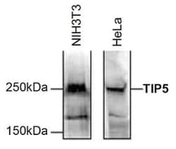 BAZ2A Antibody, Novus Biologicals 100&mu;L; Unlabeled:Antibodies, Polyclonal