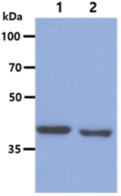 BCAT1 Mouse anti-Human, Clone: 3C8, Novus Biologicals:Antibodies:Primary