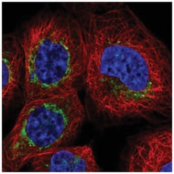 Bcl rambo Antibody, Novus Biologicals 100&mu;L; Unlabeled:Antibodies, Polyclonal