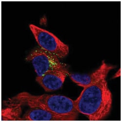 beta-1,3-Glucuronyltransferase 1/B3GAT1 Antibody, Novus Biologicals 25
