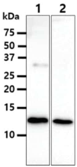 beta 2-Microglobulin Mouse anti-Human, Clone: 101F10, Novus Biologicals 50 &mu;L | Buy Online | Novus Biologicals | Fisher Scientific