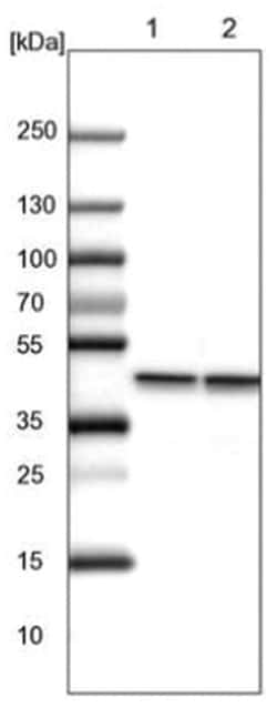 beta-Actin Antibody, Novus Biologicals 100 &mu;L | Buy Online | Novus Biologicals | Fisher Scientific