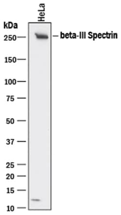 Human beta-III Spectrin Antibody, R D Systems:Antibodies:Primary Antibodies