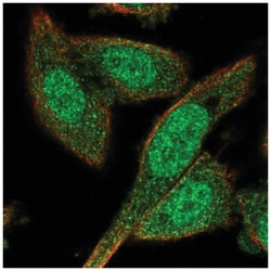 BEX4 Antibody, Novus Biologicals:Antibodies:Primary Antibodies