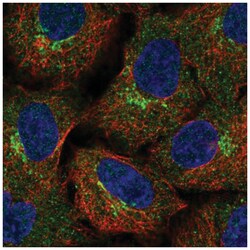 BIRC6 Antibody, Novus Biologicals 25 &mu;L, Unlabeled:Antibodies, Polyclonal
