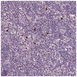 BLAME/SLAMF8 Antibody, Novus Biologicals:Antibodies:Primary Antibodies