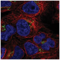 BLOS3 Antibody, Novus Biologicals:Antibodies:Primary Antibodies