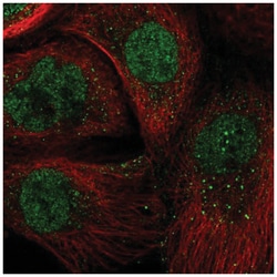 BMAL1 Antibody, Novus Biologicals:Antibodies:Primary Antibodies