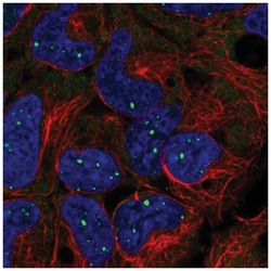 BMI-1 Antibody, Novus Biologicals 100&mu;L; Unlabeled:Antibodies, Polyclonal
