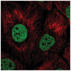 BNC1 Antibody, Novus Biologicals:Antibodies:Primary Antibodies