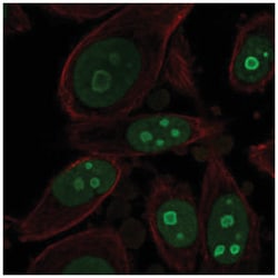 BOP1 Antibody, Novus Biologicals 25 &mu;L, Unlabeled:Antibodies, Polyclonal