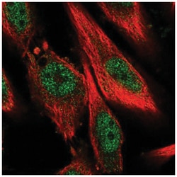 BPTF/FALZ Antibody, Novus Biologicals 25 &mu;L, Unlabeled:Antibodies, Polyclonal
