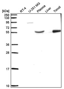 BRF1 Antibody, Novus Biologicals 100&mu;L; Unlabeled:Antibodies, Polyclonal