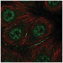 BRICK1 Antibody, Novus Biologicals:Antibodies:Primary Antibodies