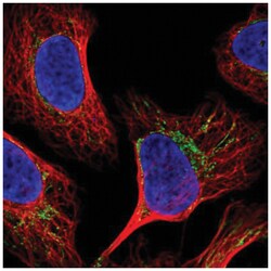 BRP44L Antibody, Novus Biologicals 100&mu;L; Unlabeled:Antibodies, Polyclonal