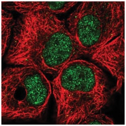 BTAF1 Antibody, Novus Biologicals:Antibodies:Primary Antibodies