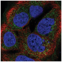BTG4 Antibody, Novus Biologicals 100 &mu;L | Buy Online | Novus Biologicals | Fisher Scientific