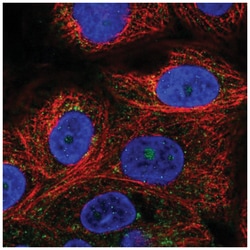 VPS51 Antibody, Novus Biologicals 100&mu;L; Unlabeled:Antibodies, Polyclonal