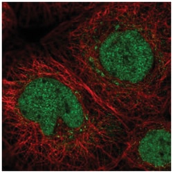 Junctional Cadherin Complex Regulator Antibody, Novus Biologicals:Antibodies:Primary