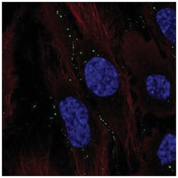 C11orf91 Antibody, Novus Biologicals 100&mu;L; Unlabeled:Antibodies, Polyclonal