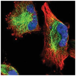 C11orf95 Antibody, Novus Biologicals 100&mu;L; Unlabeled:Antibodies, Polyclonal