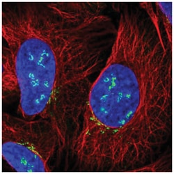 Custos Antibody, Novus Biologicals 100&mu;L; Unlabeled:Antibodies, Polyclonal