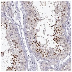 C16orf86 Antibody, Novus Biologicals 25 &mu;L, Unlabeled:Antibodies, Polyclonal