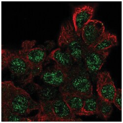 EPOP Antibody, Novus Biologicals:Antibodies:Primary Antibodies