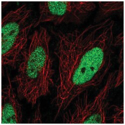 C19orf57 Antibody, Novus Biologicals:Antibodies:Primary Antibodies