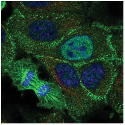 Keratinocyte Differentiation Factor 1 Antibody, Novus Biologicals:Antibodies:Primary