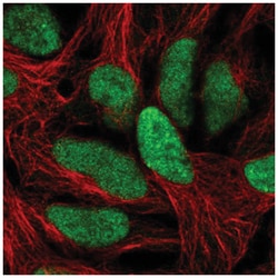 C1orf52 Antibody, Novus Biologicals:Antibodies:Primary Antibodies