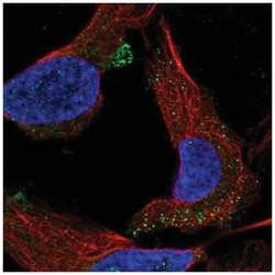 C1orf53 Antibody, Novus Biologicals:Antibodies:Primary Antibodies