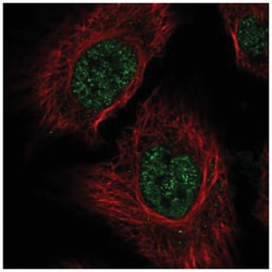 RSRP1 Antibody, Novus Biologicals:Antibodies:Primary Antibodies