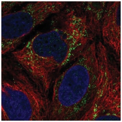 IBA57 Antibody, Novus Biologicals 25 &mu;L:Antibodies, Polyclonal