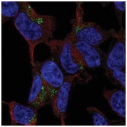 C1qTNF3/CORS26/CTRP3 Antibody, Novus Biologicals 25 &mu;L, Unlabeled:Antibodies,