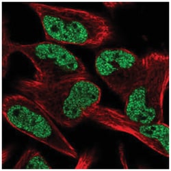 CCM2L Antibody, Novus Biologicals:Antibodies:Primary Antibodies