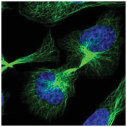 C21orf91 Antibody, Novus Biologicals:Antibodies:Primary Antibodies