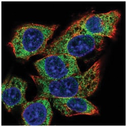 C22orf39 Antibody, Novus Biologicals:Antibodies:Primary Antibodies