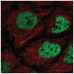 C2orf49 Antibody, Novus Biologicals:Antibodies:Primary Antibodies