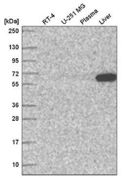 C2orf55 Antibody, Novus Biologicals:Antibodies:Primary Antibodies