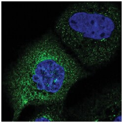 C2orf76 Antibody, Novus Biologicals:Antibodies:Primary Antibodies