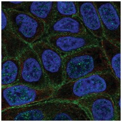 C4orf19 Antibody, Novus Biologicals:Antibodies:Primary Antibodies