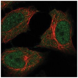 C5orf51 Antibody, Novus Biologicals 25 &mu;L, Unlabeled:Antibodies, Polyclonal