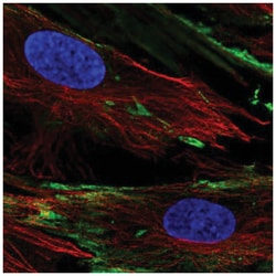 PXDC1 Antibody, Novus Biologicals:Antibodies:Primary Antibodies