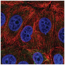 C6orf47 Antibody, Novus Biologicals:Antibodies:Primary Antibodies