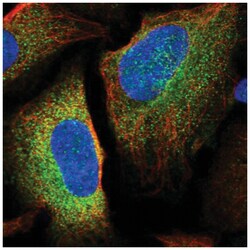 LSMEM1 Antibody, Novus Biologicals:Antibodies:Primary Antibodies